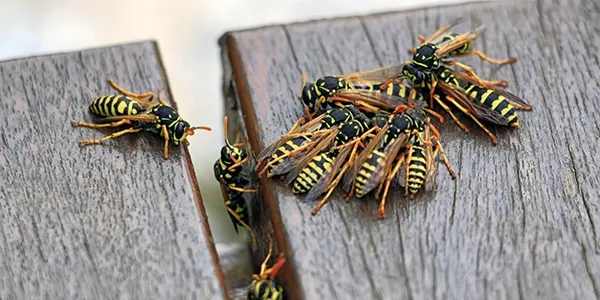 wasps